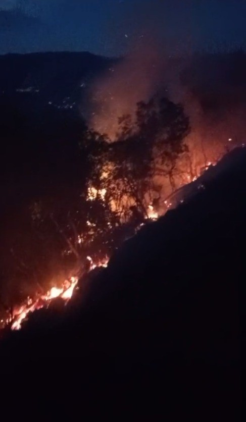 Aydin Orman Yangini (2)