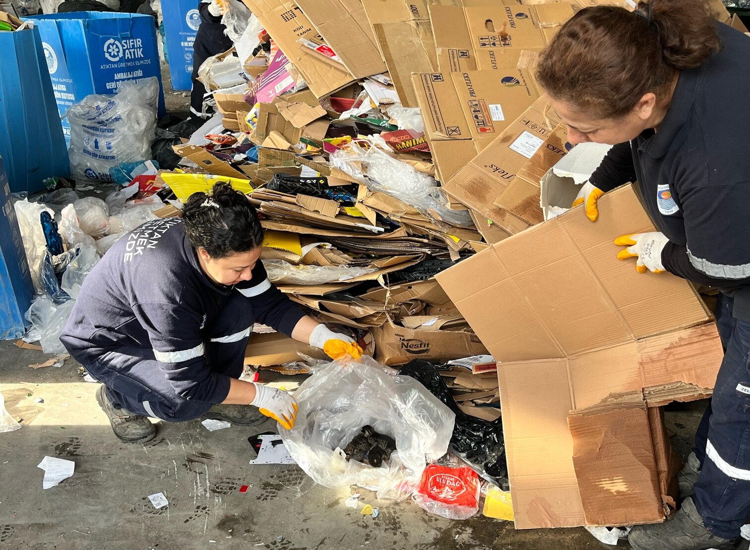 Görüntüler Duygusal Anlara Neden Oldu… Pres Makinesine Giden Kartonlar Arasından 5 Yavru Kedi Çıktı (5)