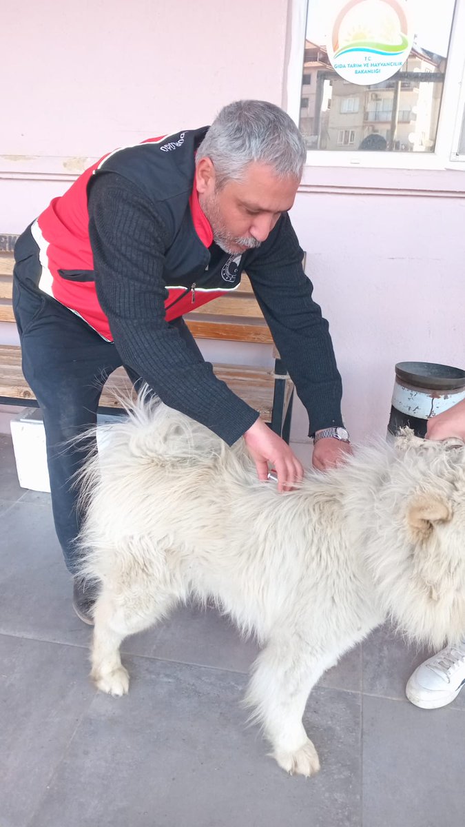 Küçükbaş Hayvanlarda (Küpeleme) Kimliklendirme Çalışması Yapıldı. (2)