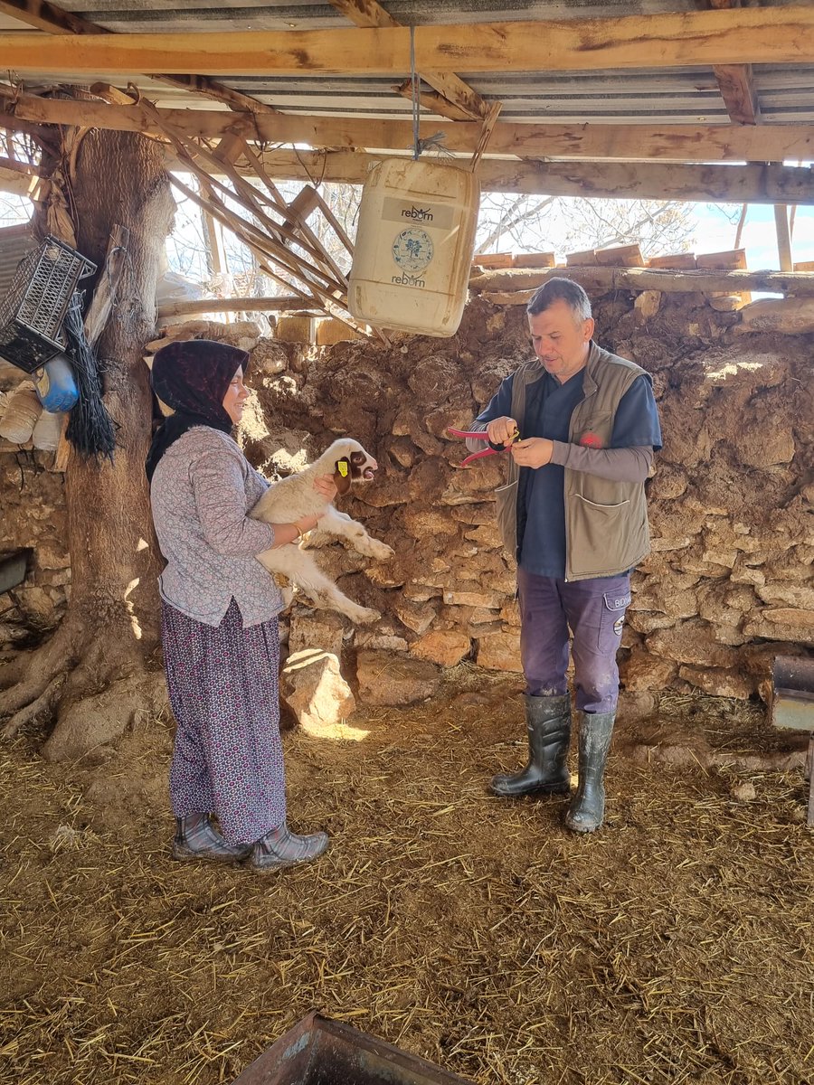 Küçükbaş Hayvanlarda (Küpeleme) Kimliklendirme Çalışması Yapıldı. (3)