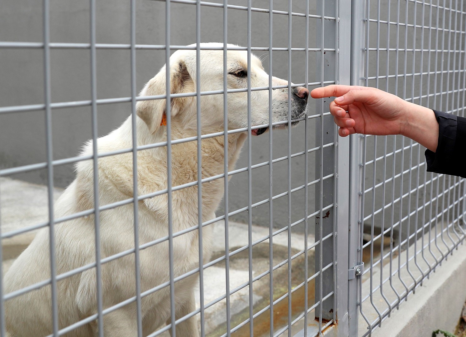 Sahipsiz Canlar Bayramda Ziyaretcilerini (1)