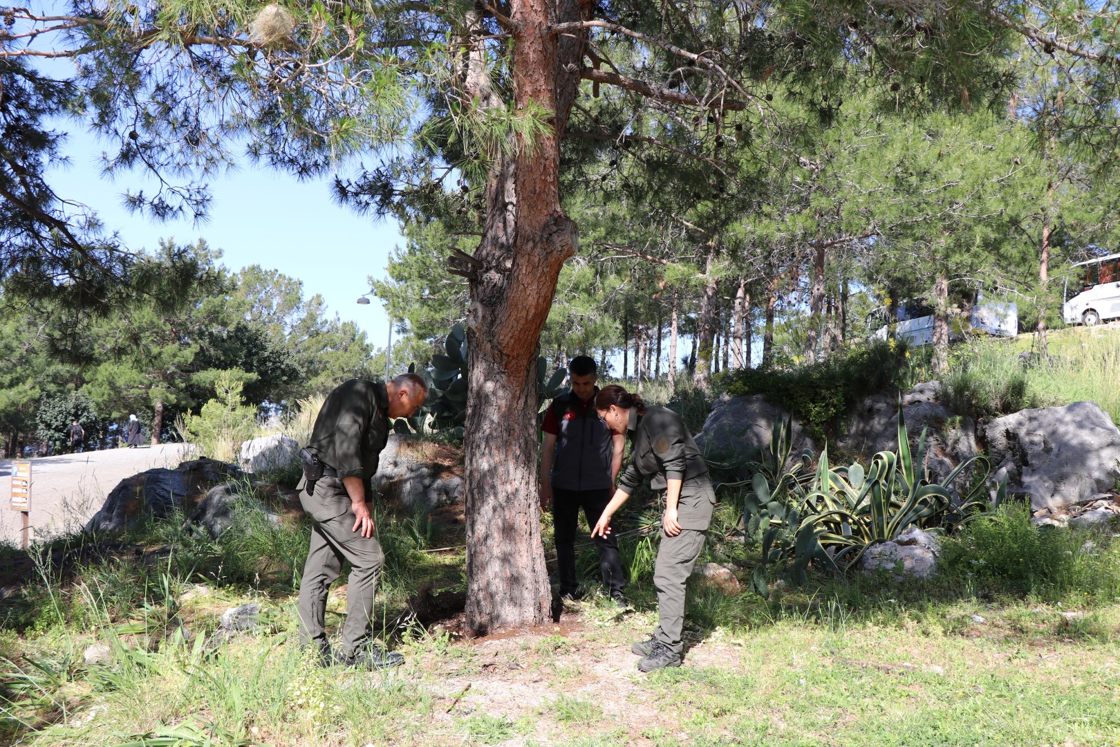 Alanya Belediyesi'nden Biyolojik Mücadele (3) (Large)