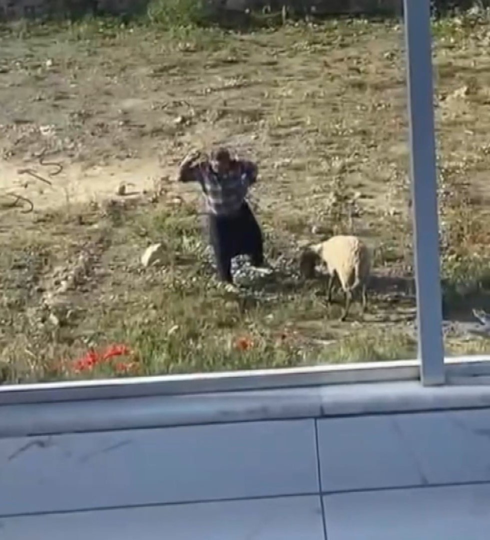 Antalya Koyuna Kalin Iple Vurup Defala 683614 202415 (Large)