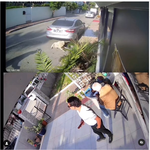 Antalya’da Akıl Almaz Olaya Yaşandı… Köpeğe 3 El Ateş Edildi (2)