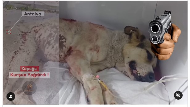 Antalya’da Akıl Almaz Olaya Yaşandı… Köpeğe 3 El Ateş Edildi (5)
