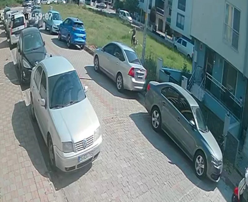 Başıboş Köpek (1)
