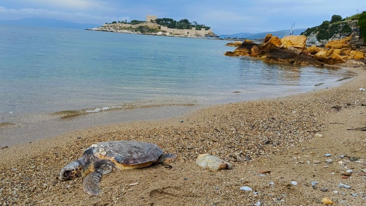 Caretta Caretta Karaya Vurdu (4)