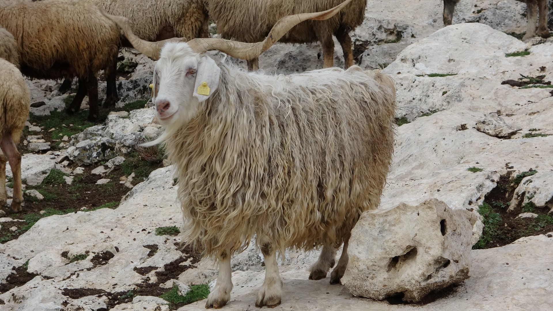 Çobann Kurt (1)