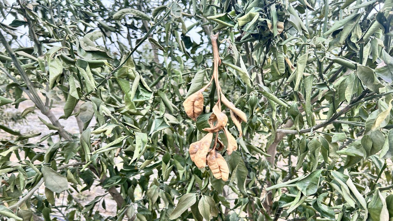 Denizli Zirai Don (3)