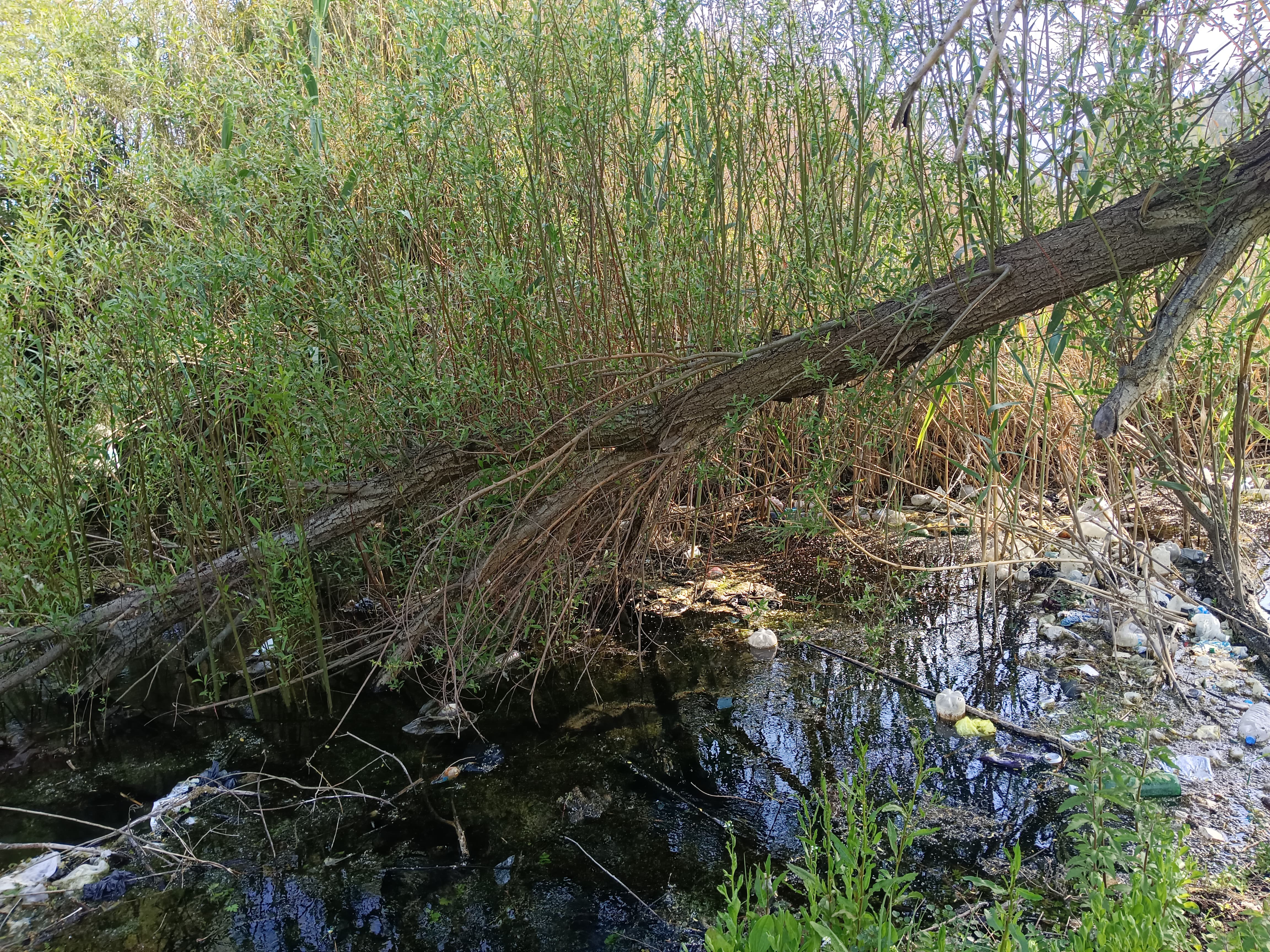Dere Finike (2)