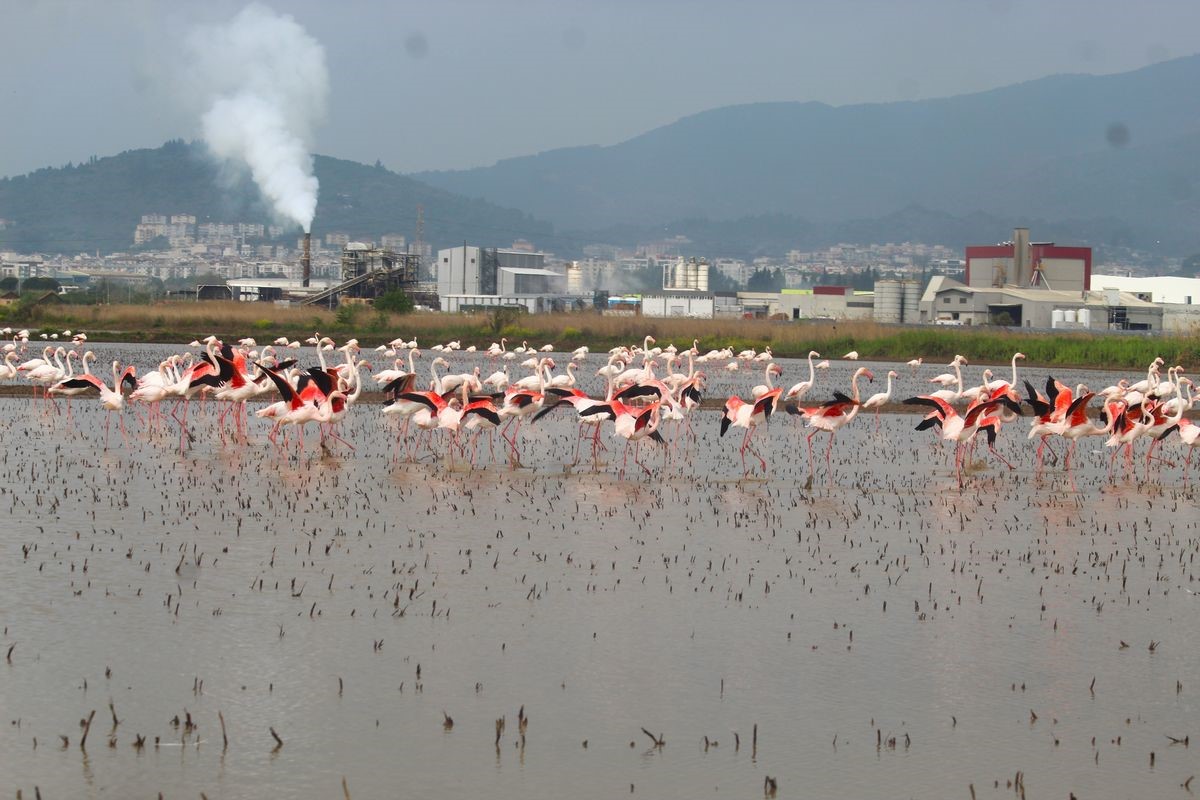 Flamingolar Söke Ovası’nı Şenlendirdi (2)