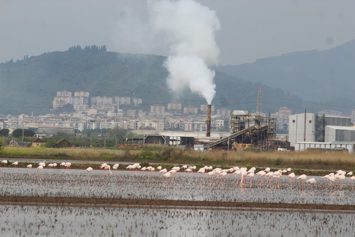Flamingolar Söke Ovası’nı Şenlendirdi (3)
