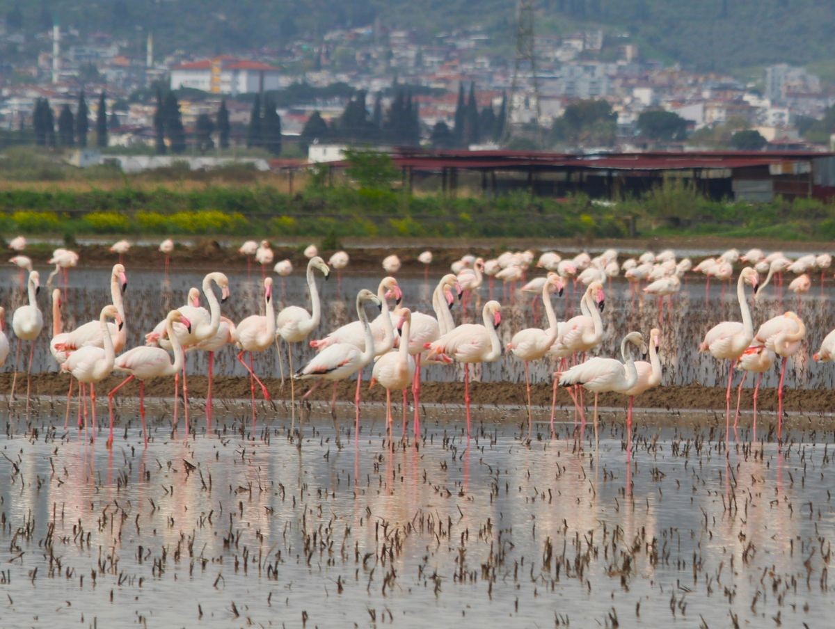 Flamingolar Söke Ovası’nı Şenlendirdi (4)