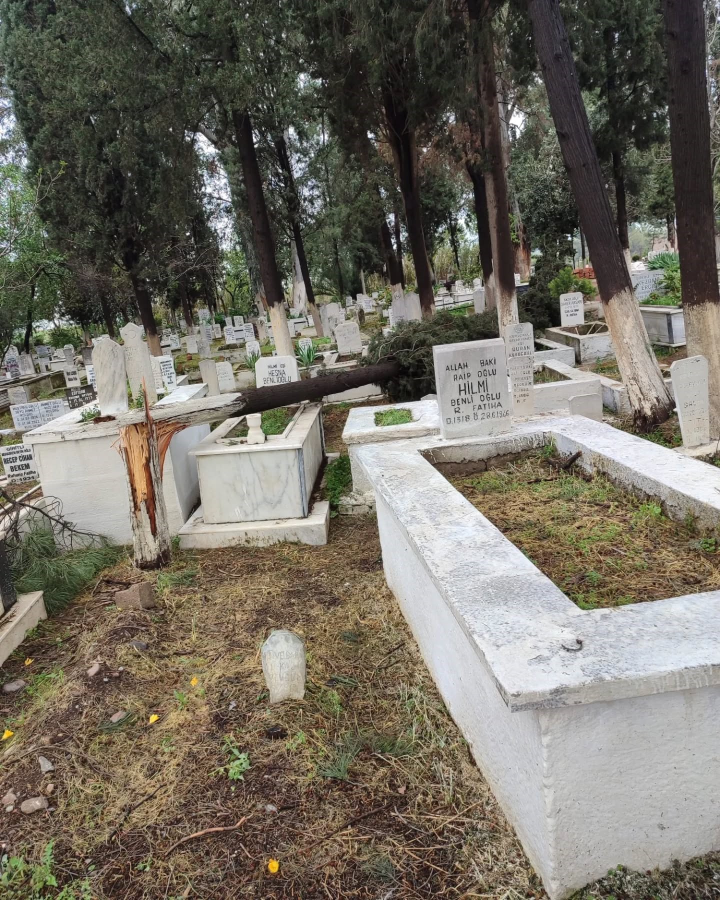 İncirliova'da Mezarlıklarda Devrilen Ağaçlar Kaldırılıyor (1)