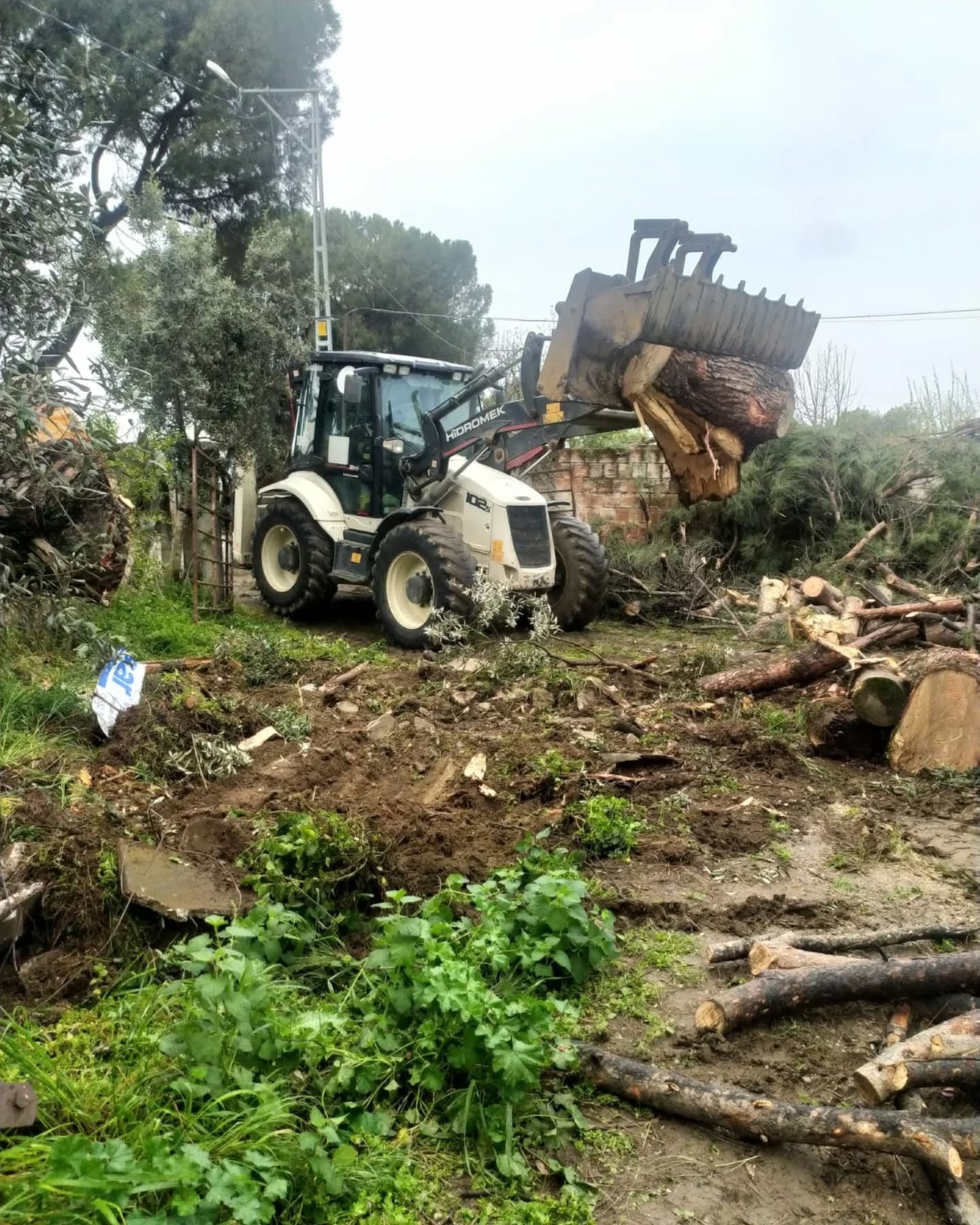 İncirliova'da Mezarlıklarda Devrilen Ağaçlar Kaldırılıyor (2)