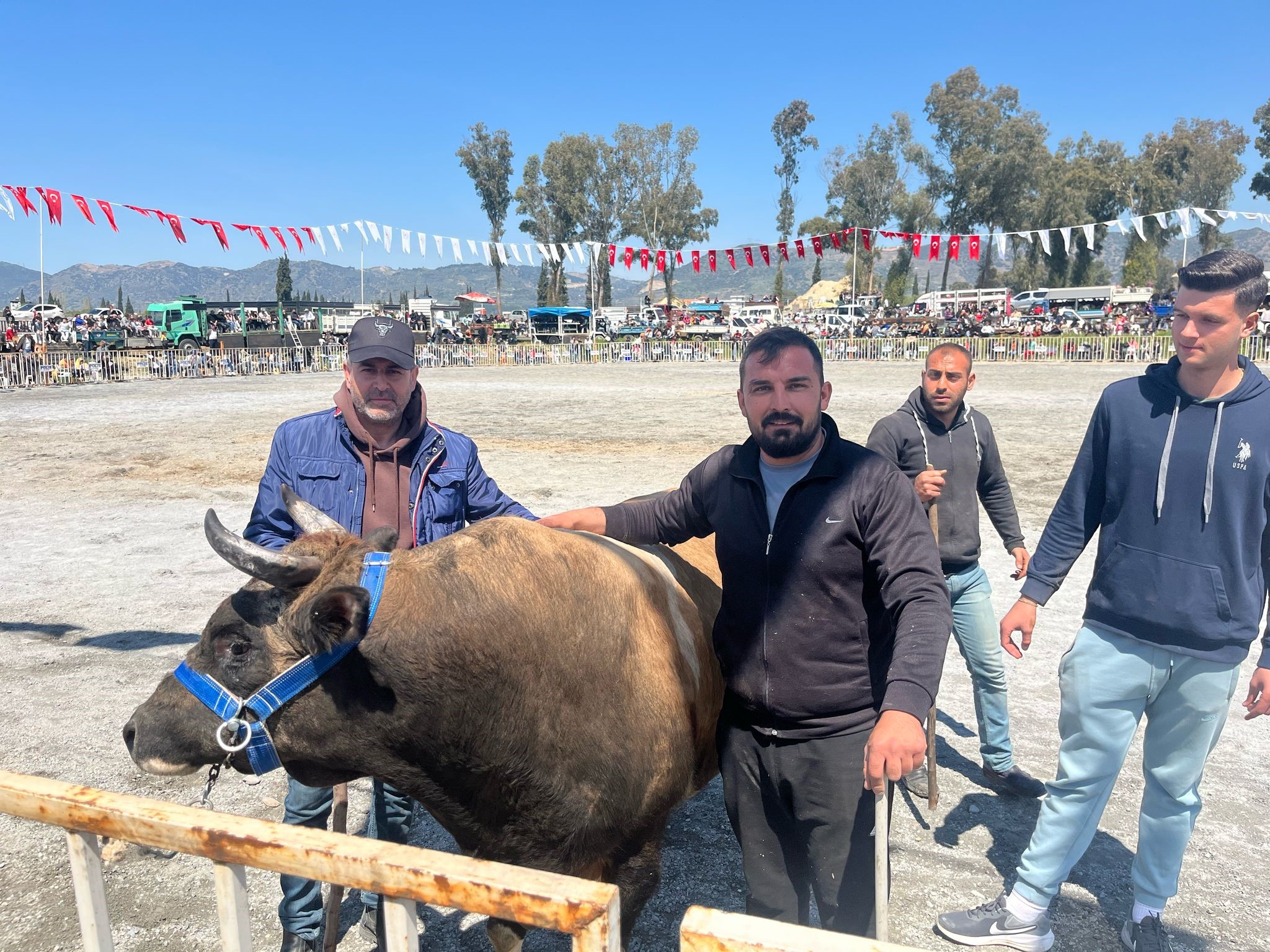 İncirliova'da Pehlivan Boğalar Arenaya Çıktı (5)