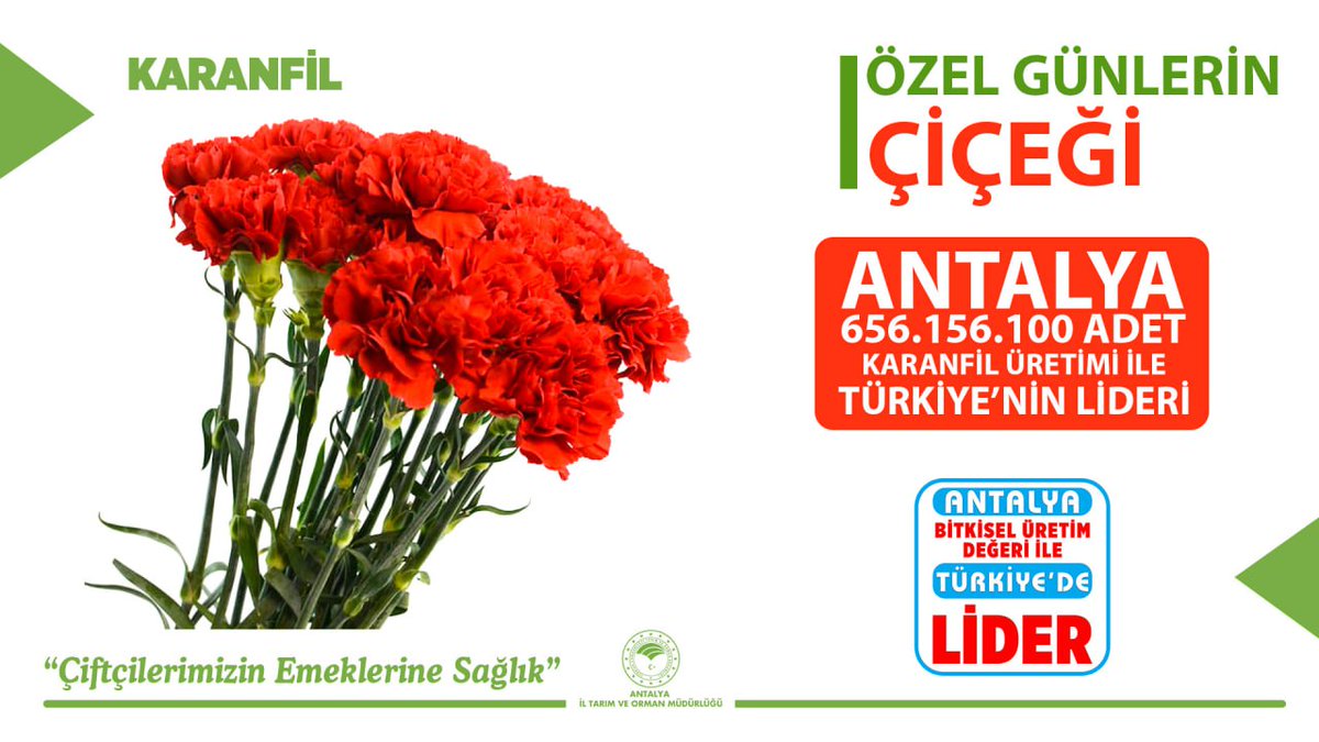 Karanfil Üretimi (4)