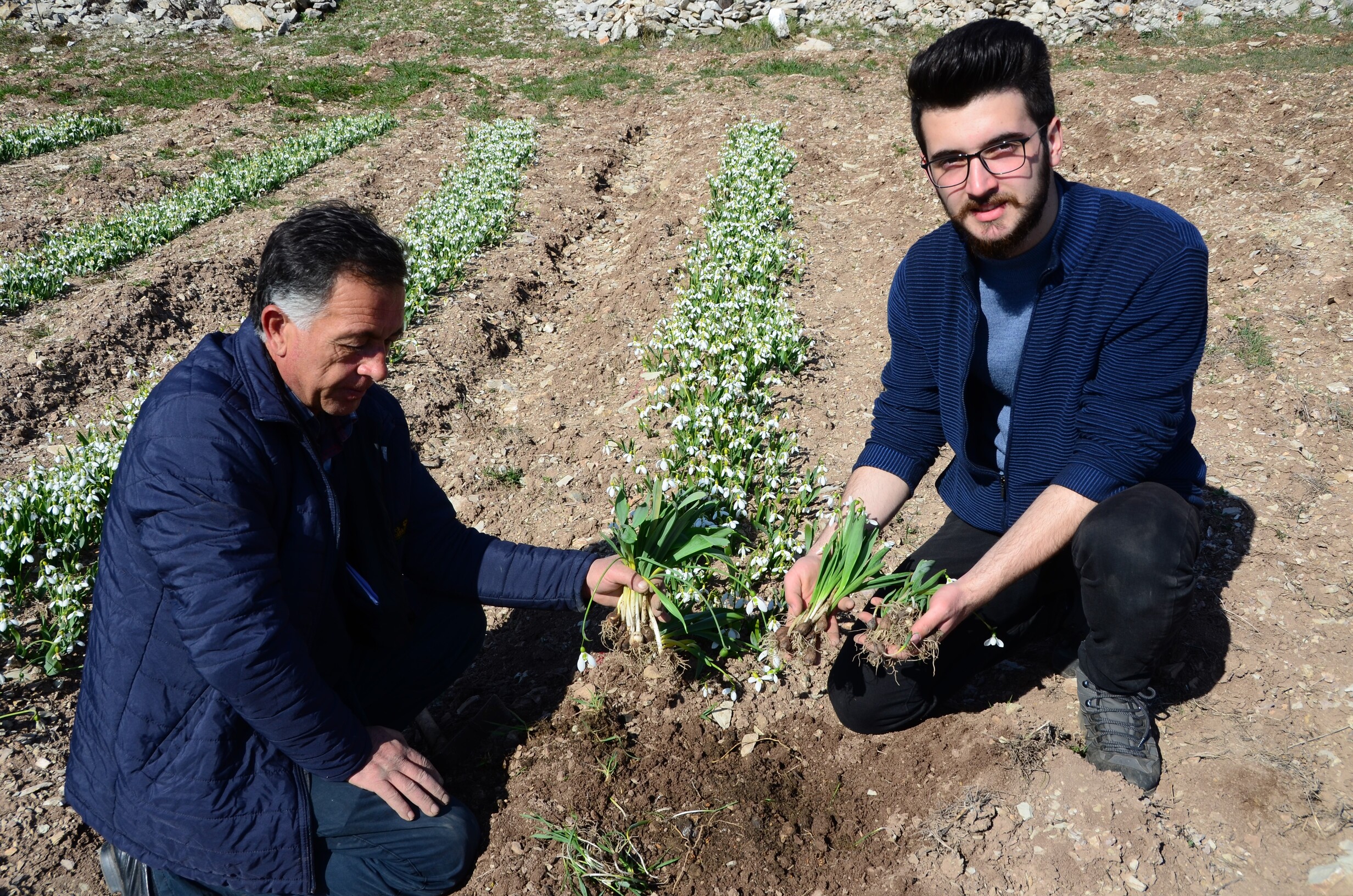Kardelen Soğanlarının Doğadan Sökümü Yasaklandı (1)