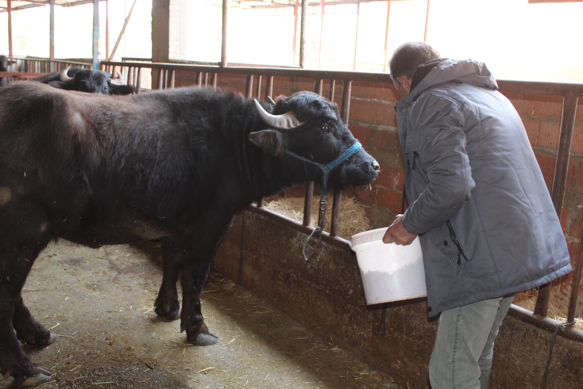 Kaymak Talebi Çok, Yeterli Manda Yok (2)