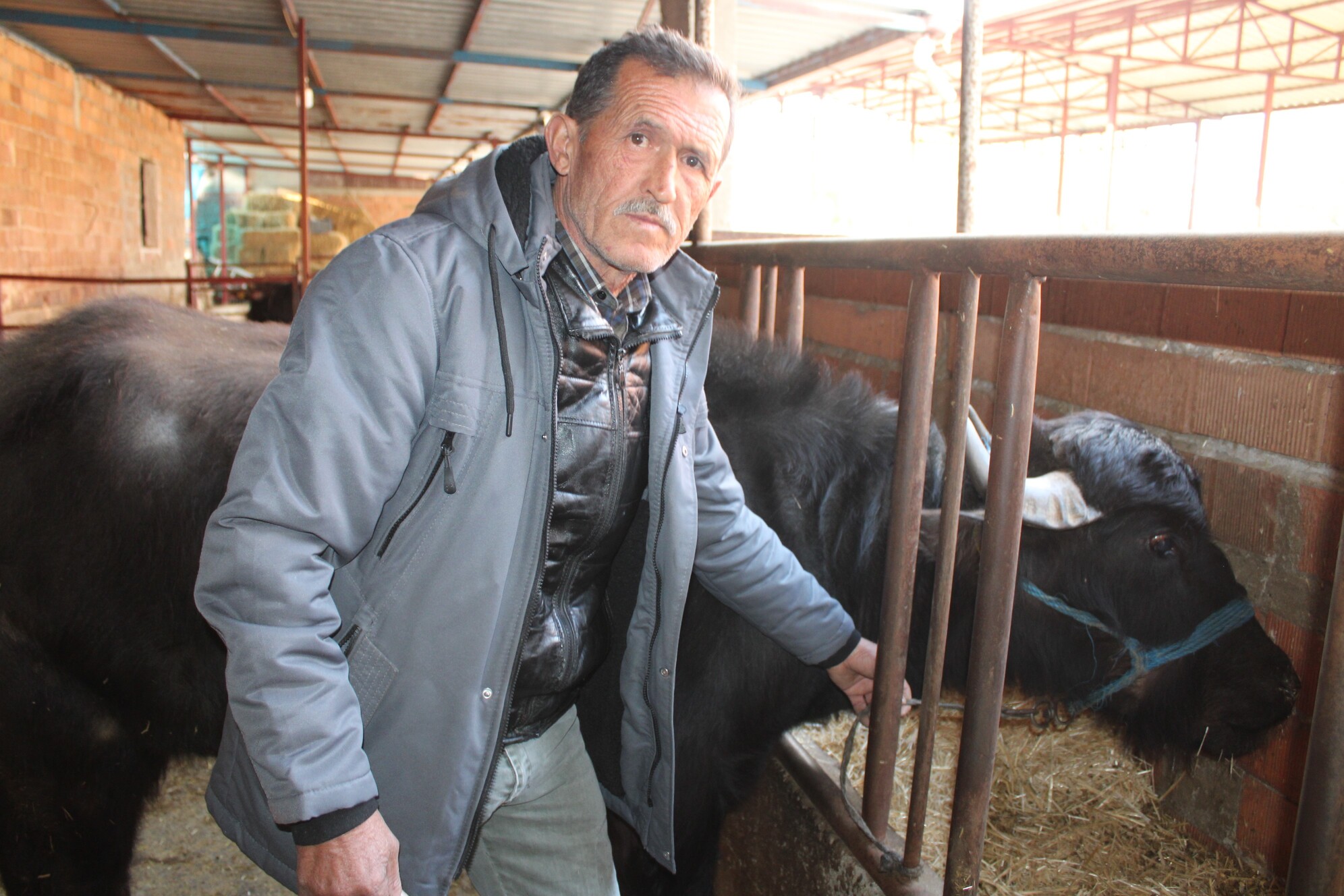 Kaymak Talebi Çok, Yeterli Manda Yok (4)