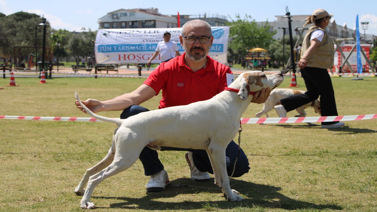 Kopek Guzellik Yarismasi (3)