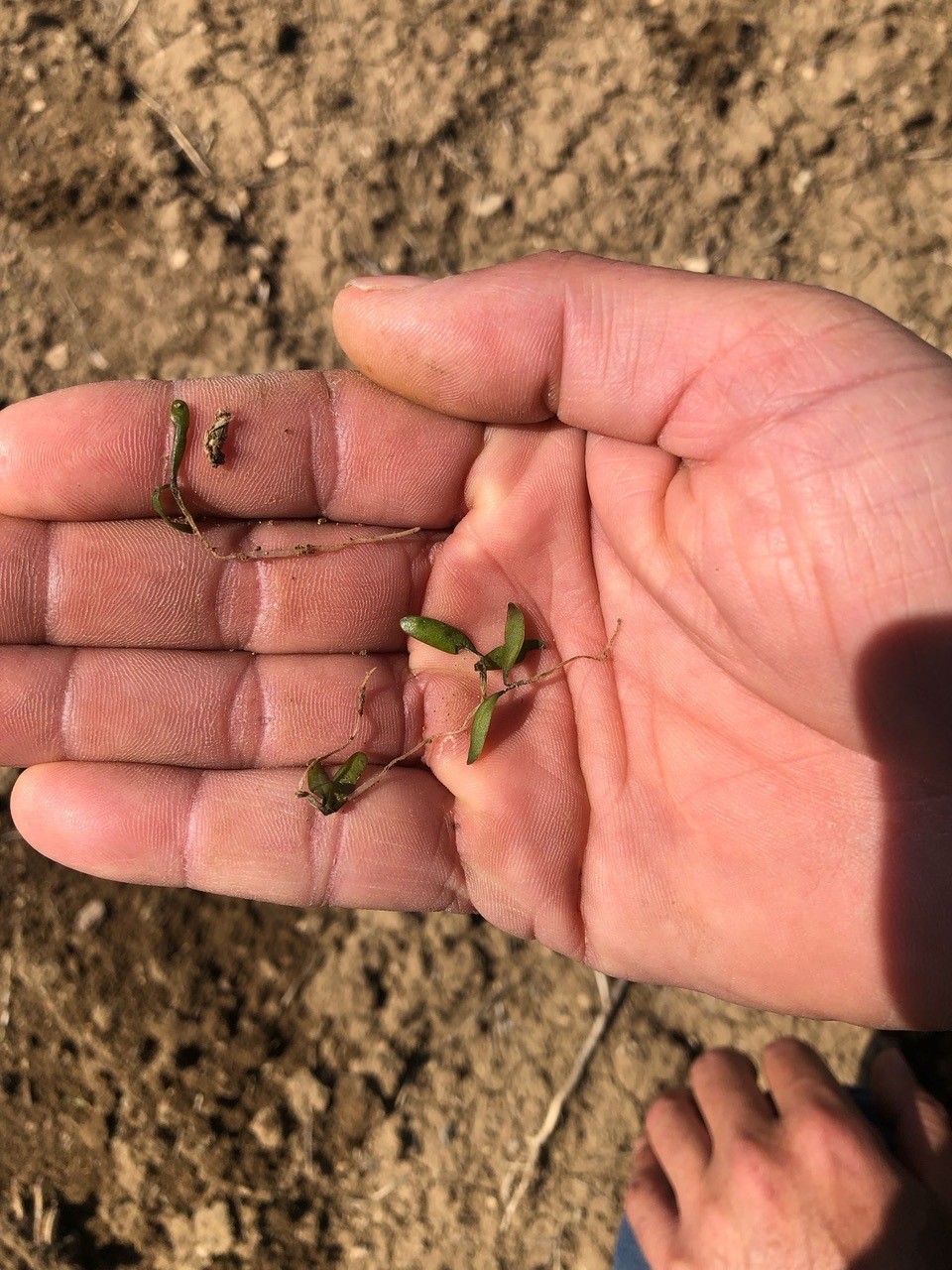Kulu'da Ekili Arazilerin Don Tespit Çalışmaları Devam Ediyor (1)