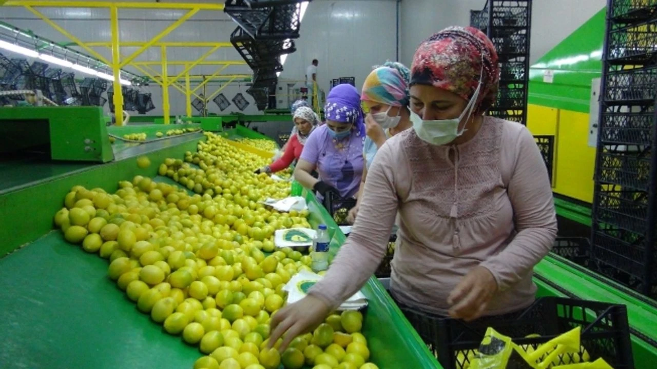Limon (1)