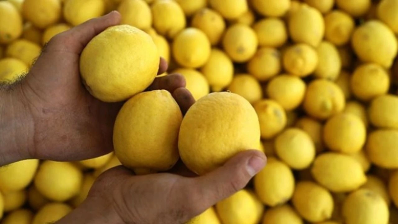Limon (3)