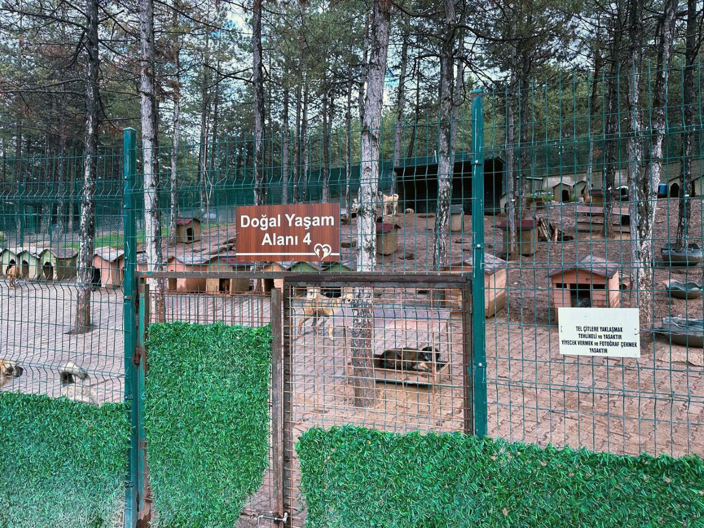 Sokak Hayvanlarina 51 Ilde Dogal Yasam A 666835 197701 (Large)