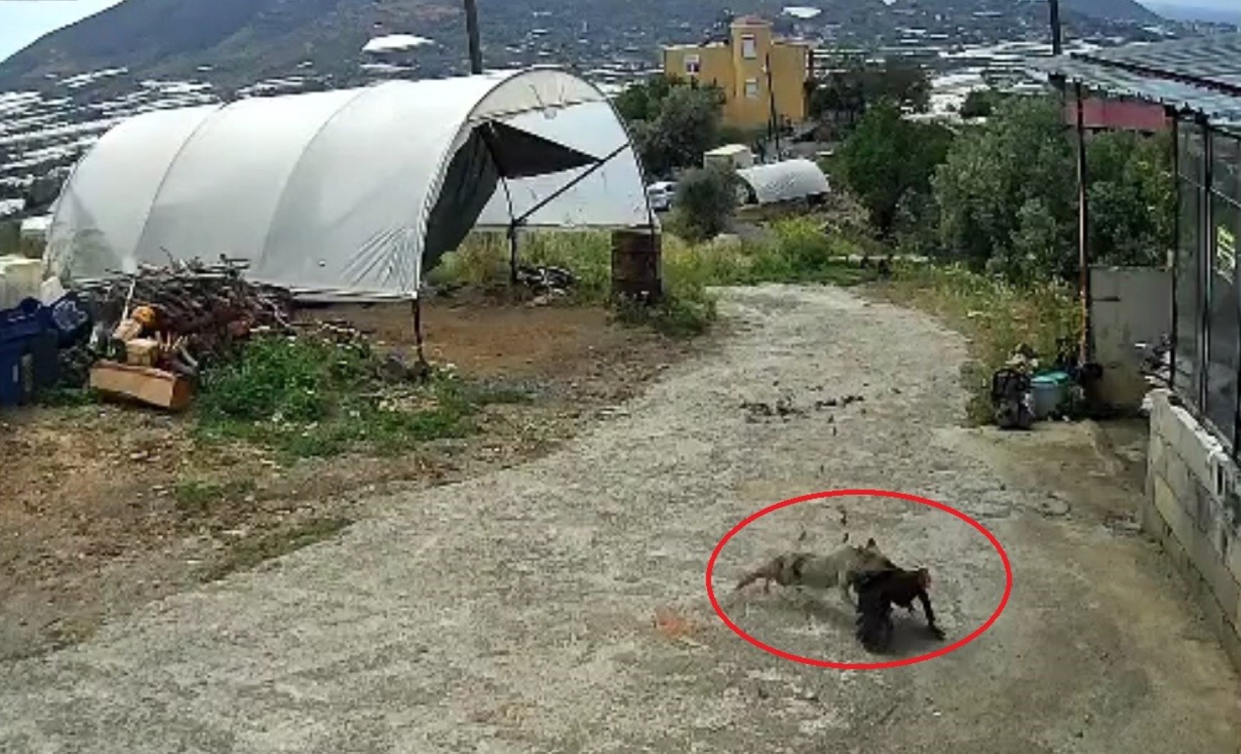 Tilki Köpek (2)