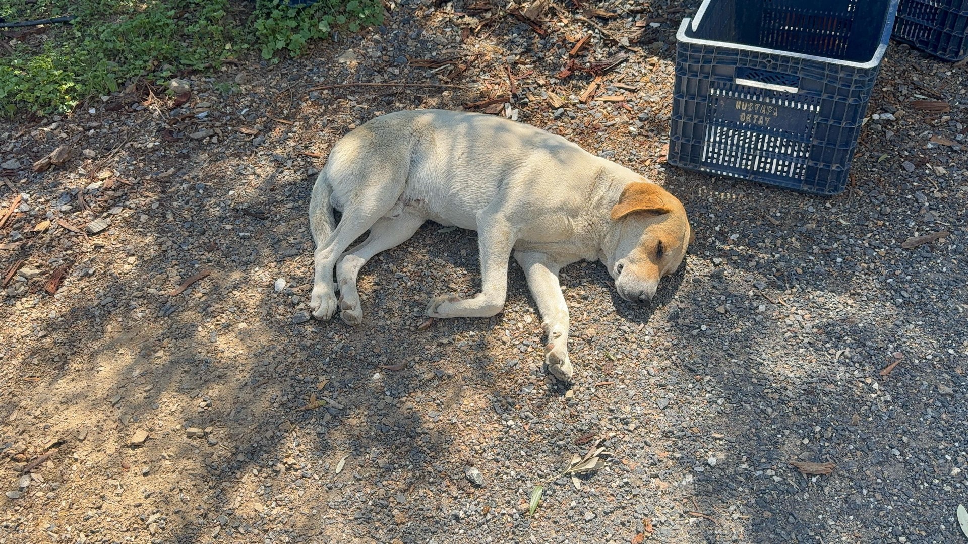 Tilki Köpek (3)