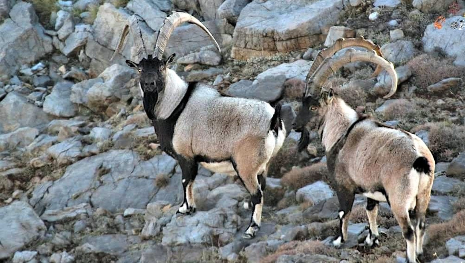 Yaban Keçileri (1)