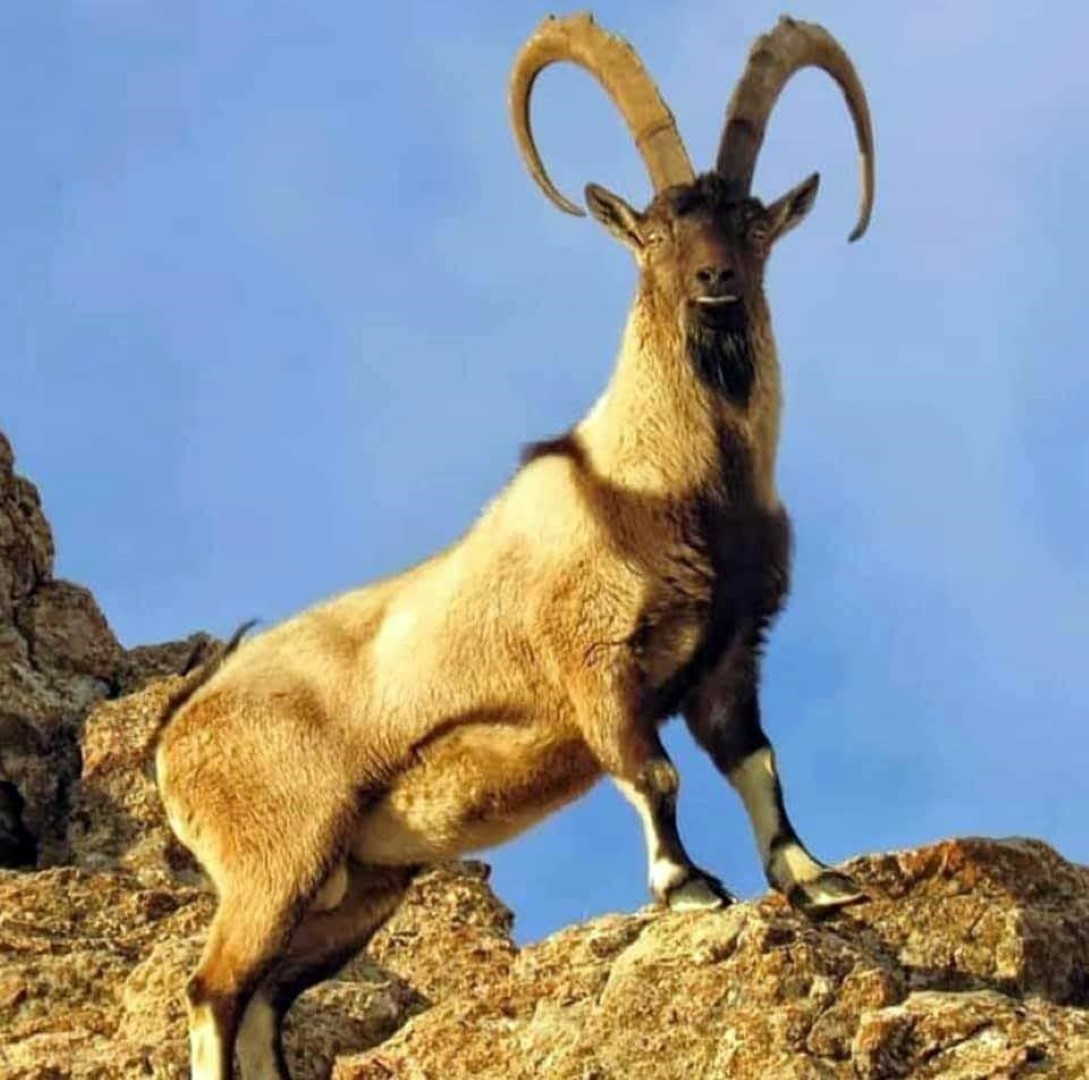 Yaban Keçileri (2)