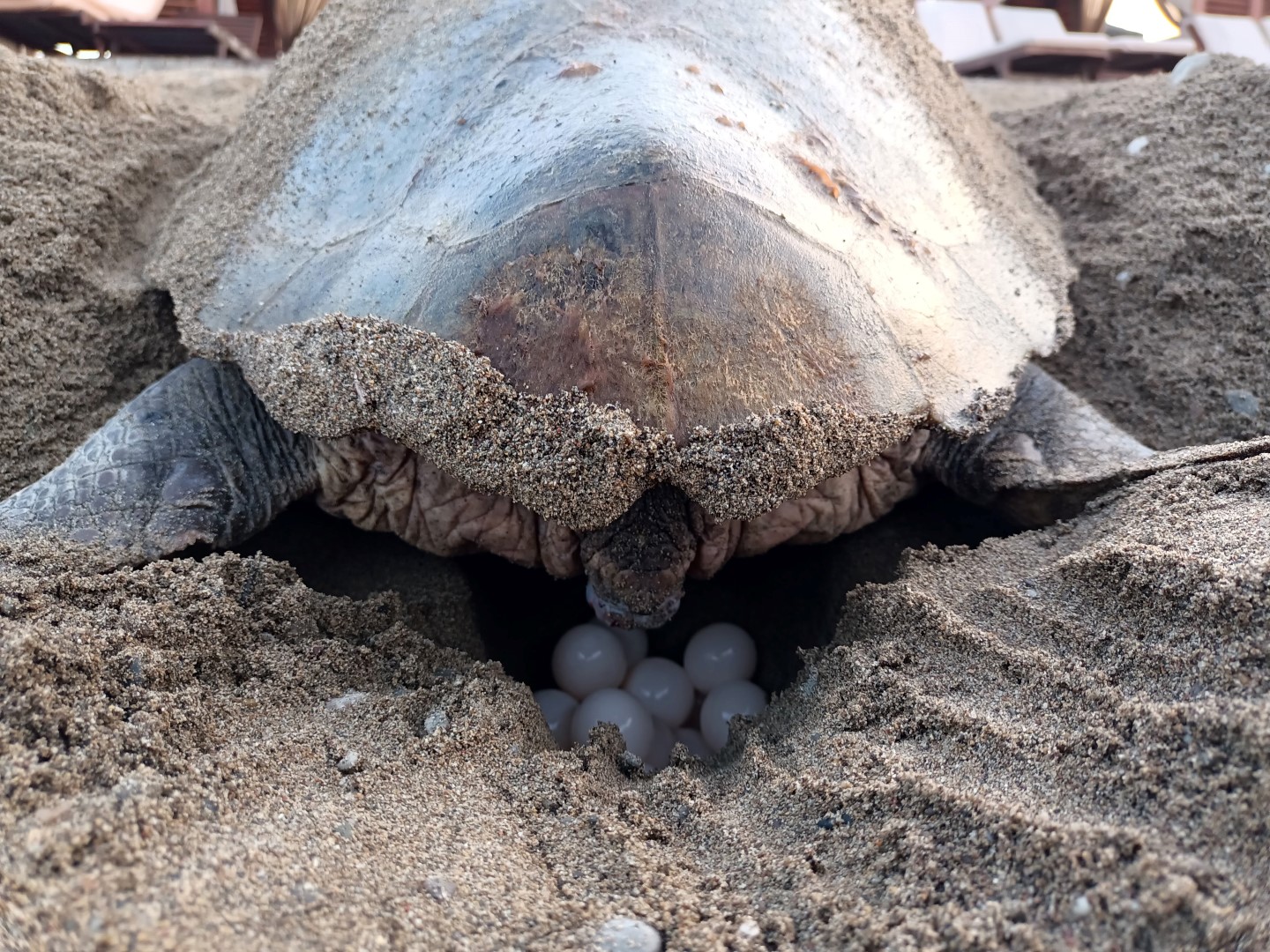 Caretta Carettalardan Ilk Yuva 698485 206822 (Large)