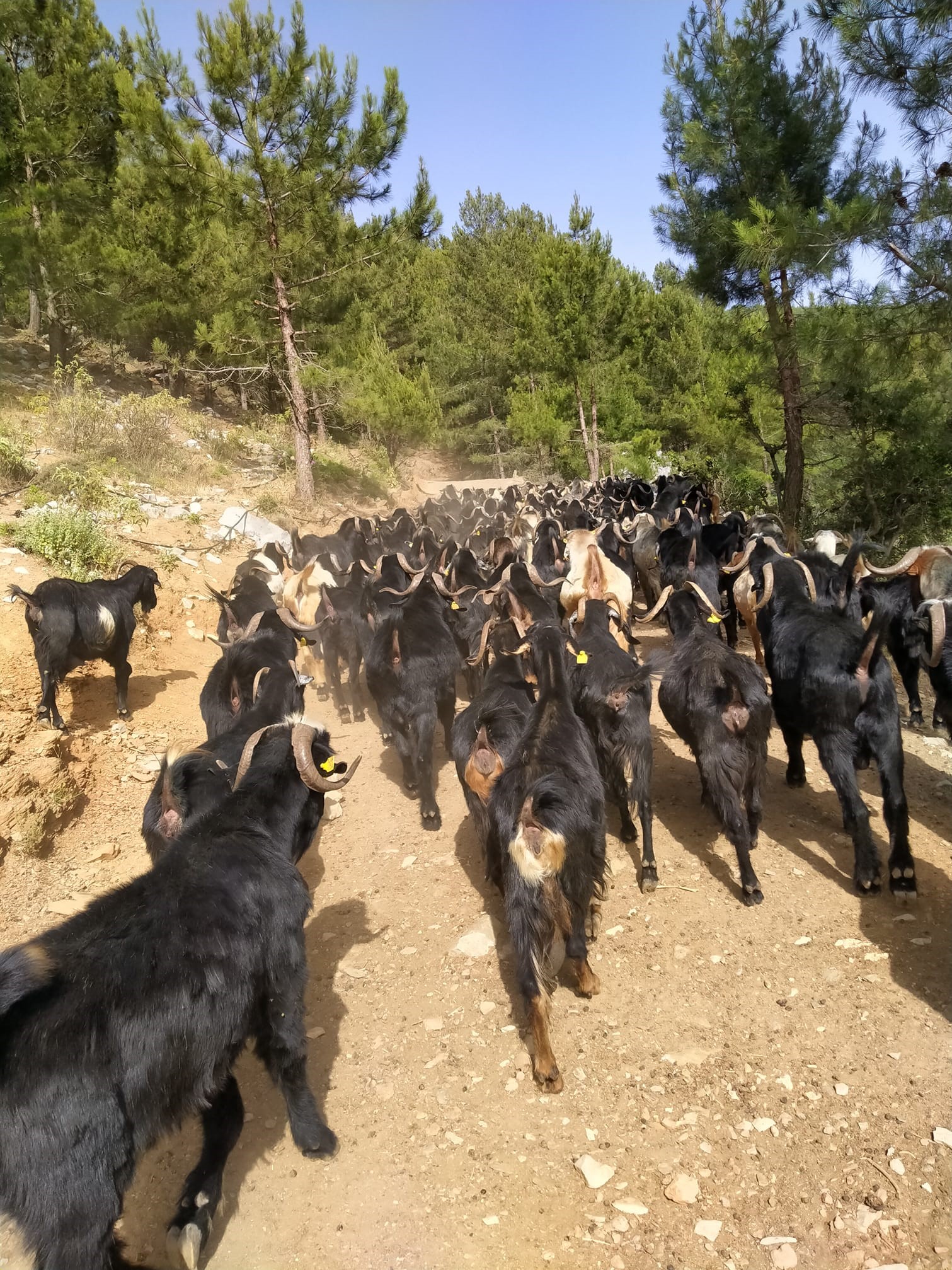 Gazipaşa’da Yörüklerin 5 Aylık Yayla Mesaisi Başladı (1)