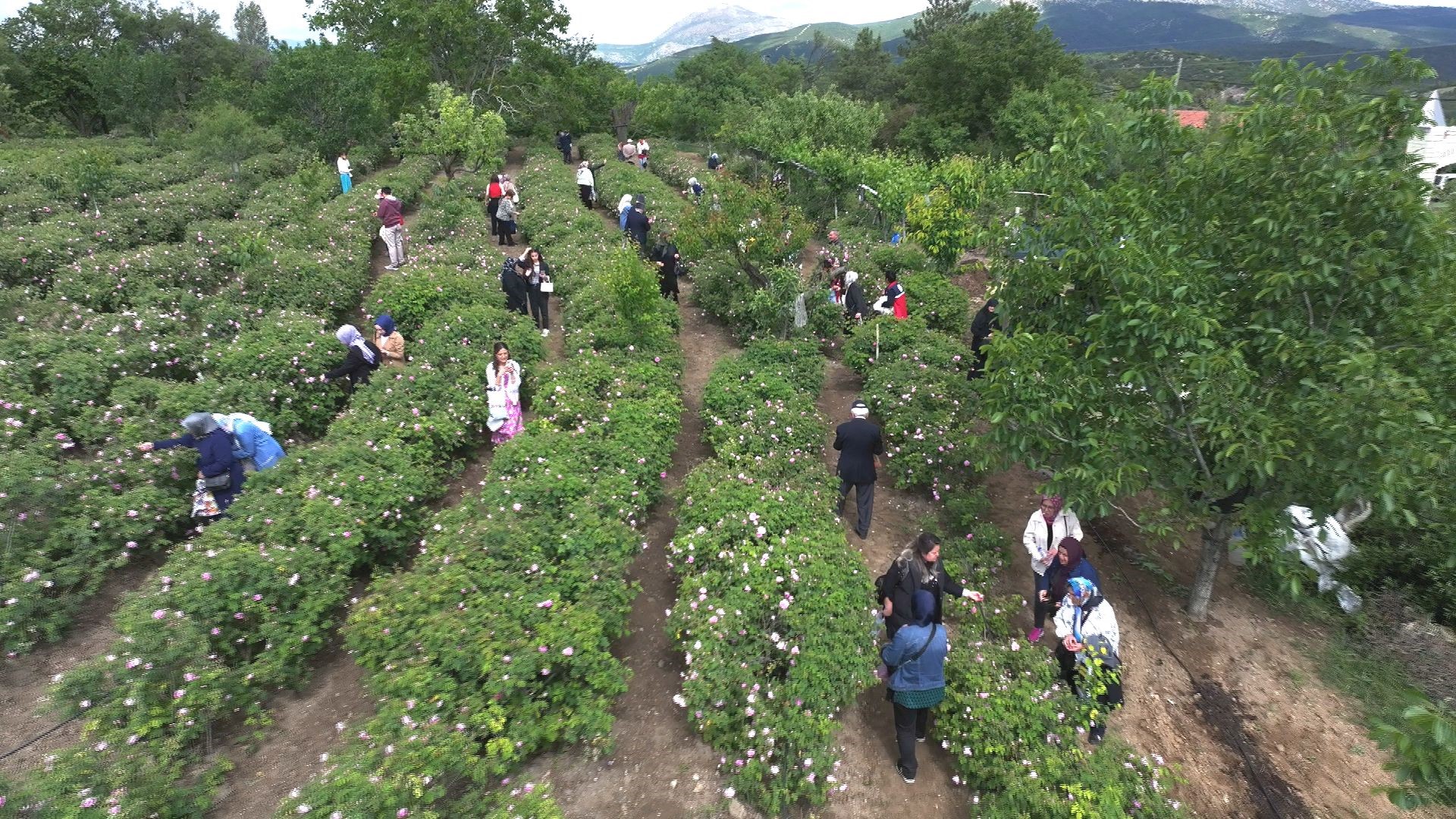 Isparta Gul Festivali (4)
