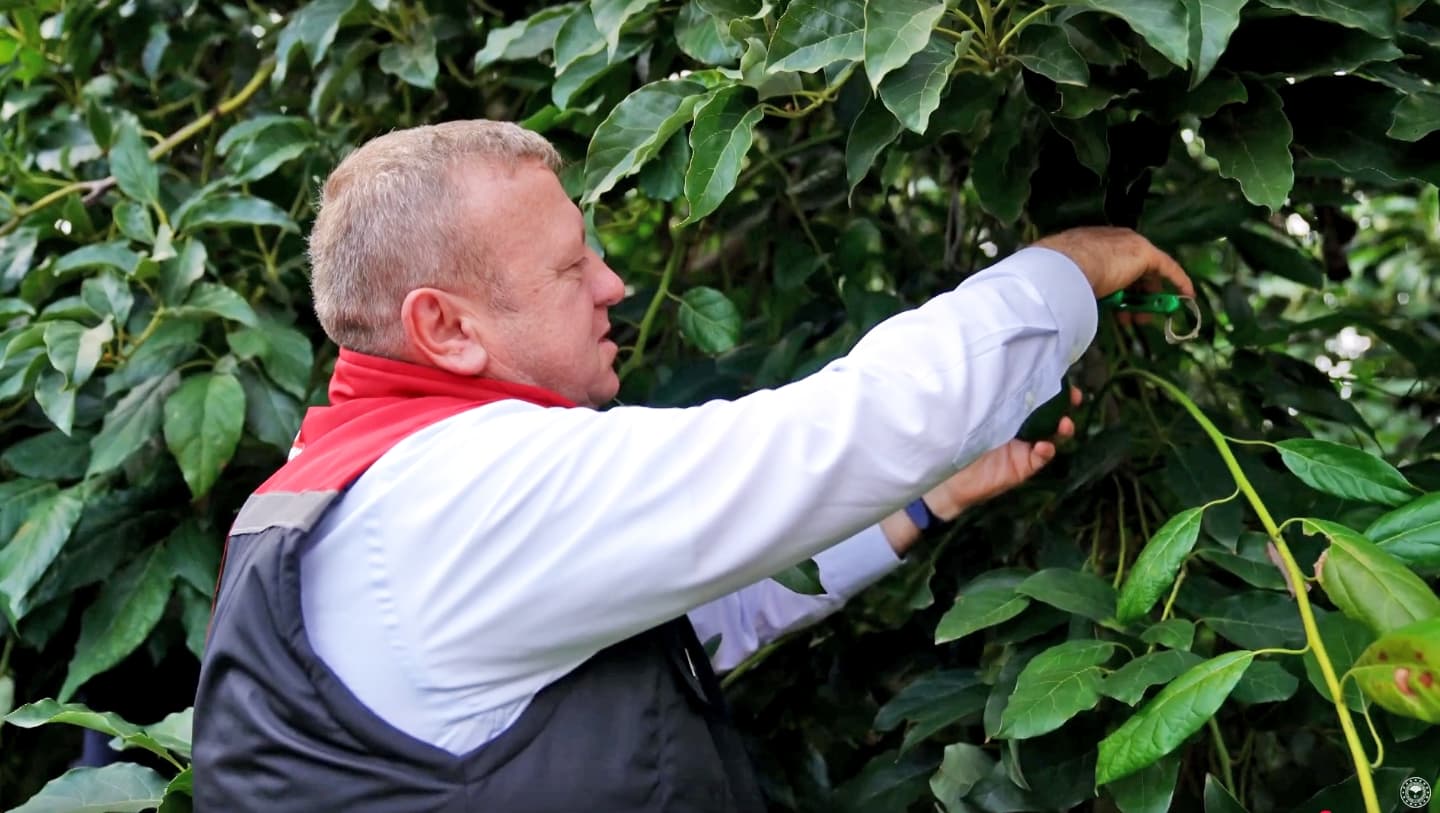 Kahverengi Kokarcaya Karşı Yararlı Böceklerle Mücadele (1)