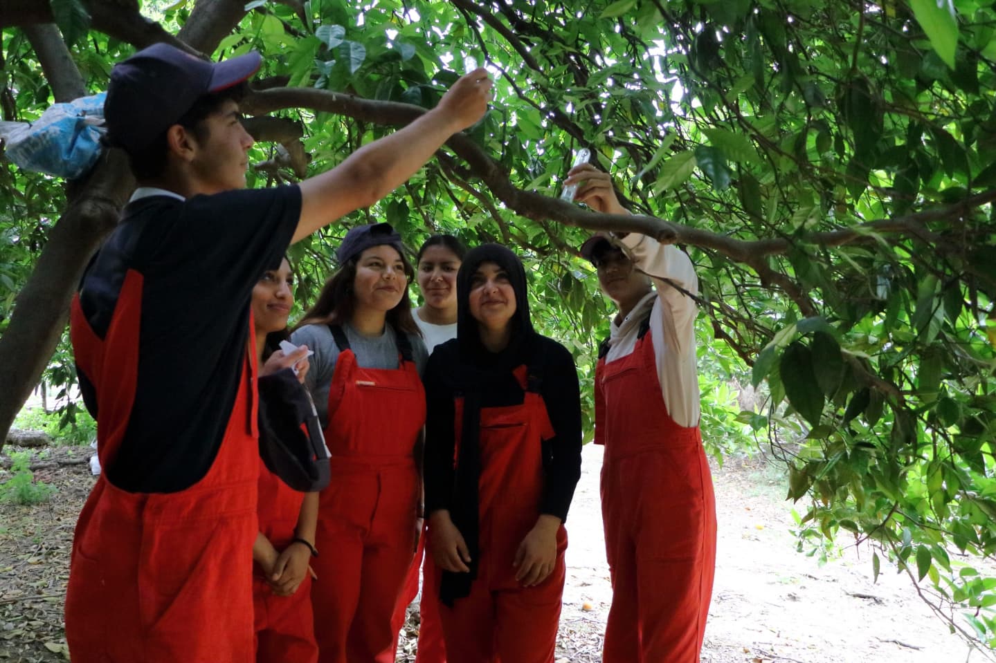 Kahverengi Kokarcaya Karşı Yararlı Böceklerle Mücadele (2)