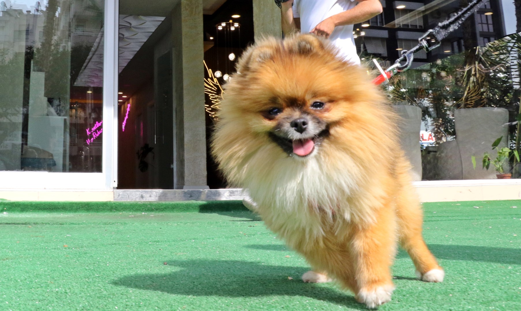 Kaybolan Köpek Bulundu, Sahipleri Sevince Boğuldu (1) (Large)