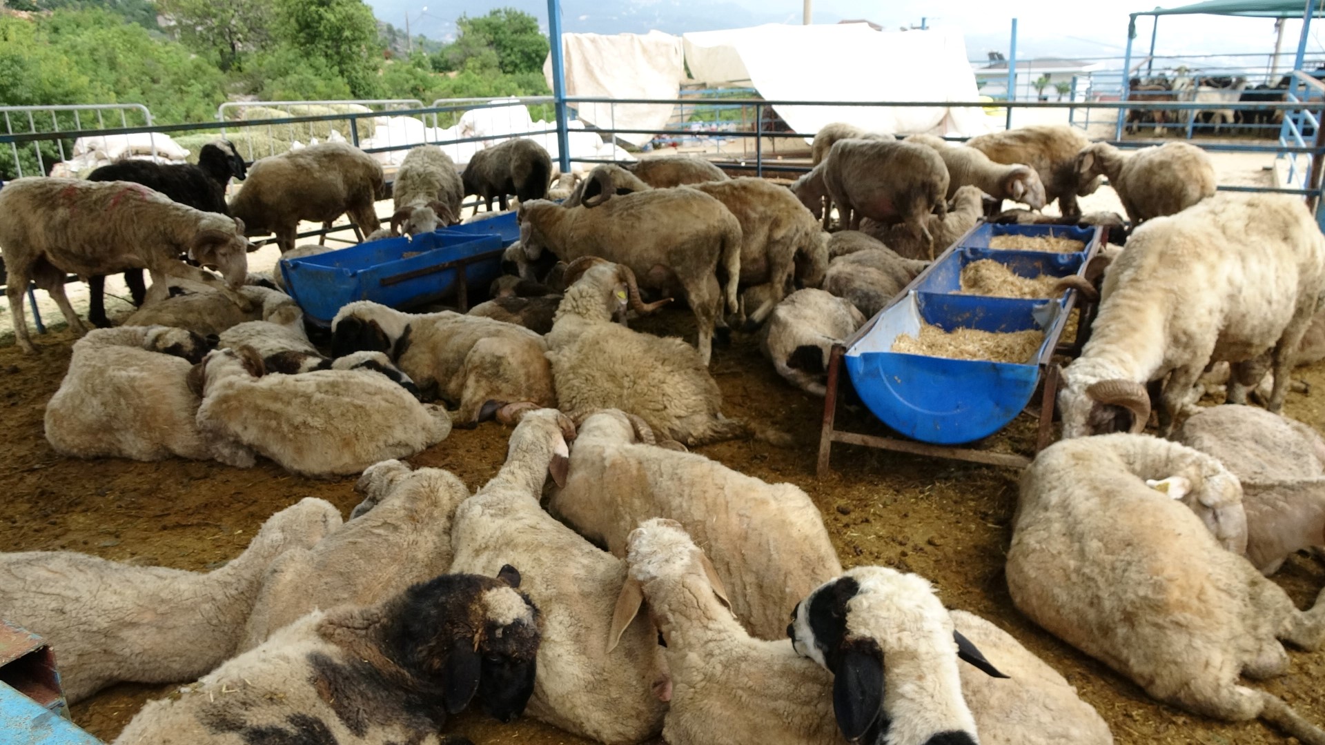 Kurban Satış Yerleri (5)