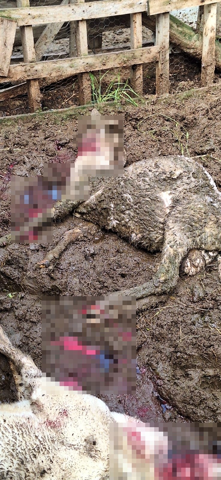 Kurt, Kurbanlık Kuzuları Telef Etti (4)