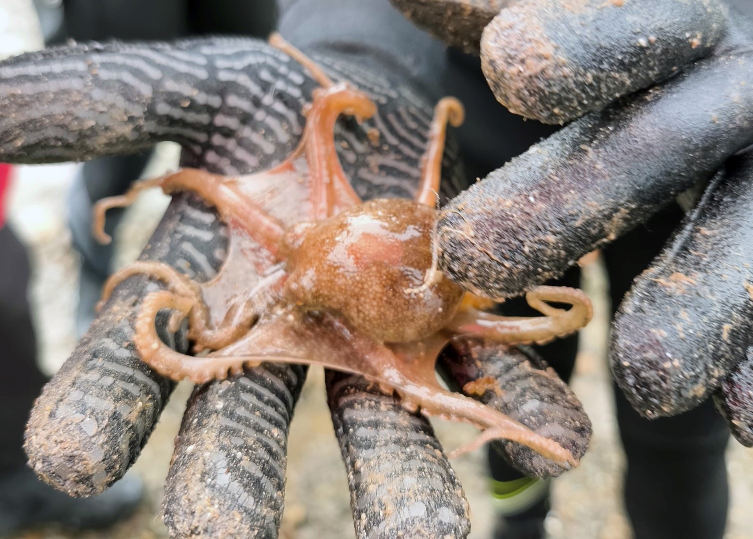 Muğla Deniz Temizliği (2)-1
