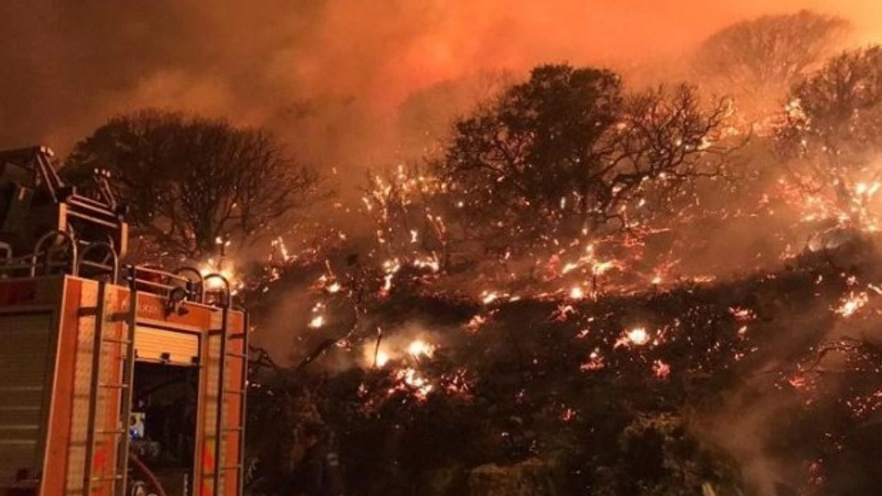 Orman Yangını (2)-4