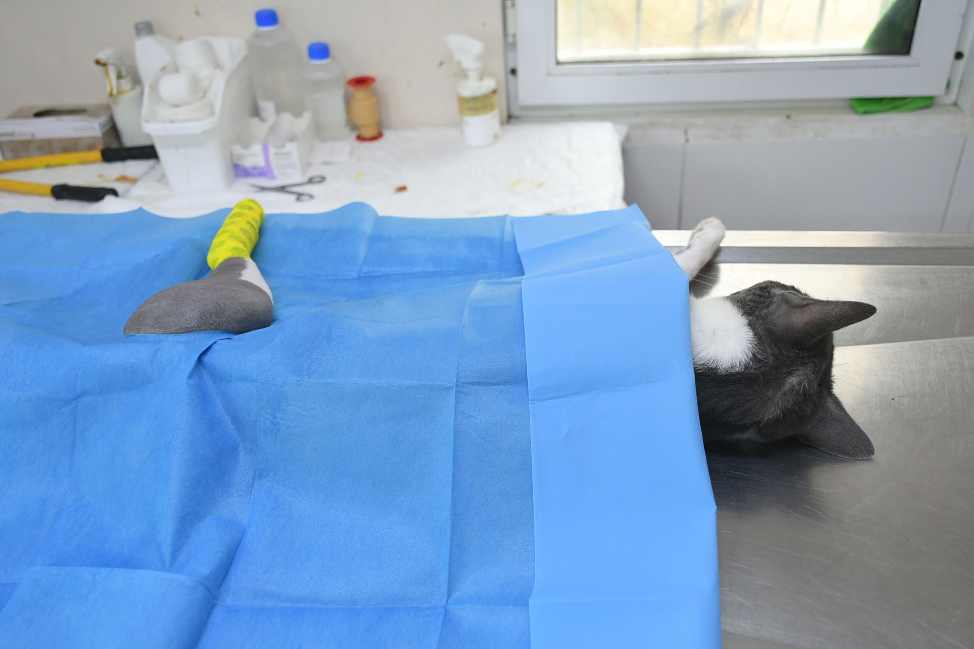 5. Kattan Dusen Kediye Baskan Gunel Yardim Etti (2)