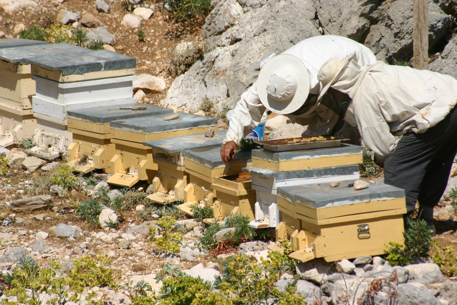 Antalya'da Arıcılar Kara Kovanlarını Yüksek Kesimlerdeki Yaylalara Çıkardı (1)