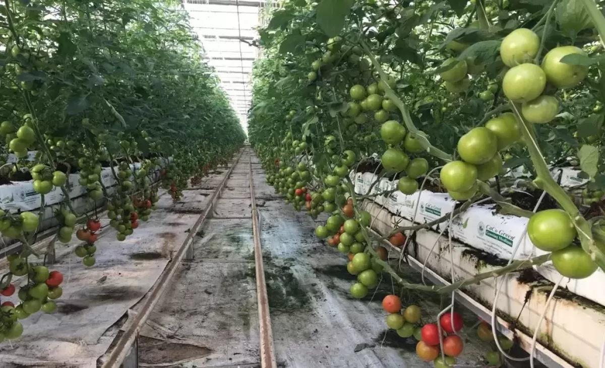 Antalyada Domates Ureticisi Zararina Uretim (3)