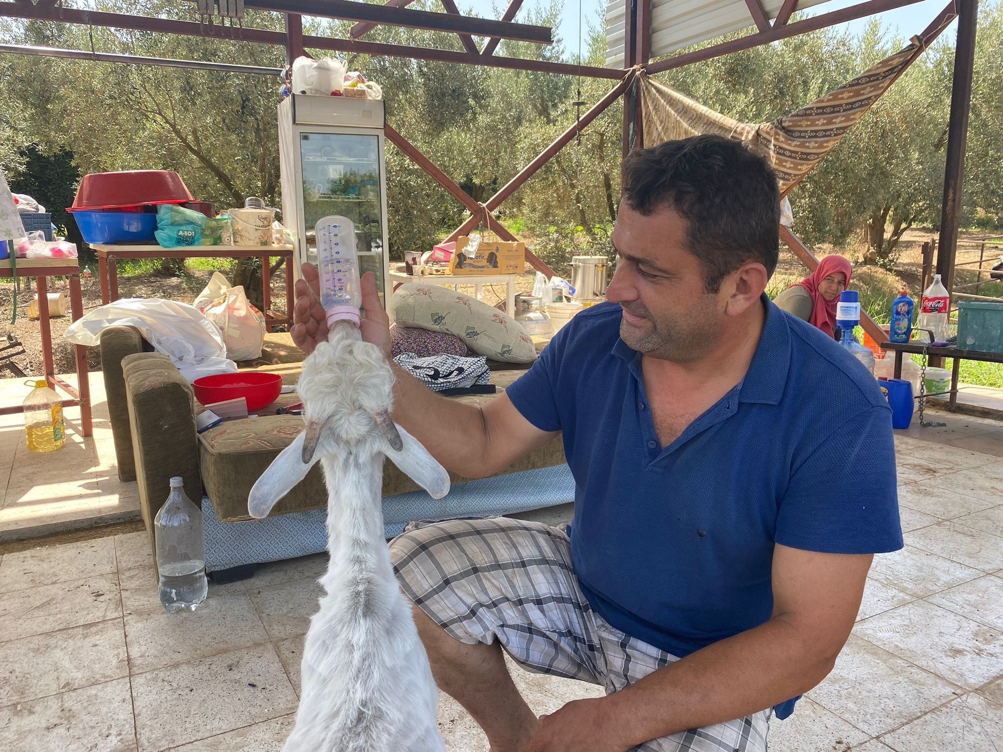 Bayramın En Şanslı Keçisi Kesilmekten Kurtuldu (3)