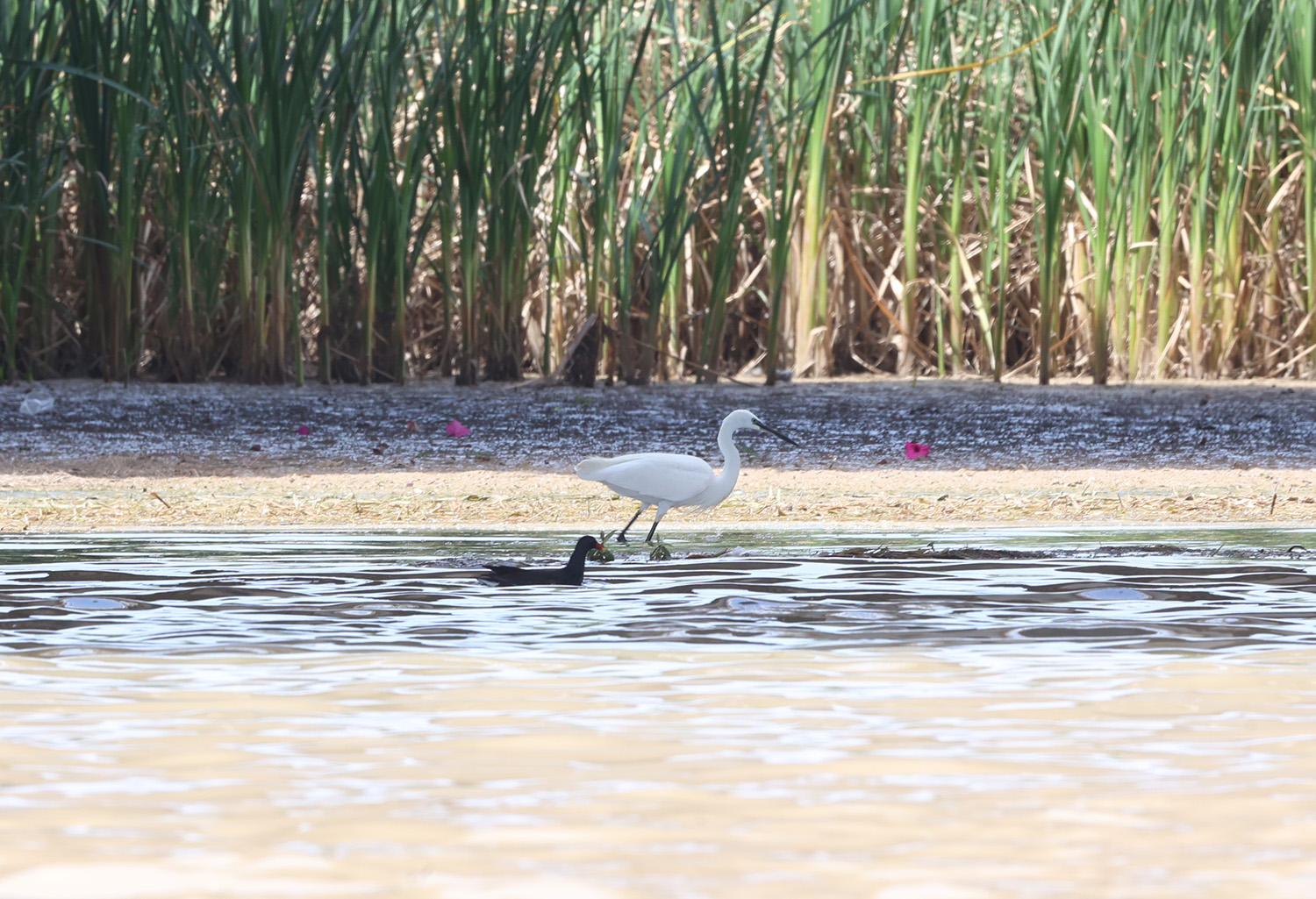 Boğaçayı’nda 220 Kuş Türü Gözlemlendi (6)