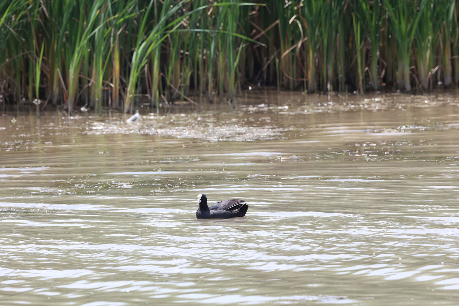 Boğaçayı’nda 220 Kuş Türü Gözlemlendi (7)