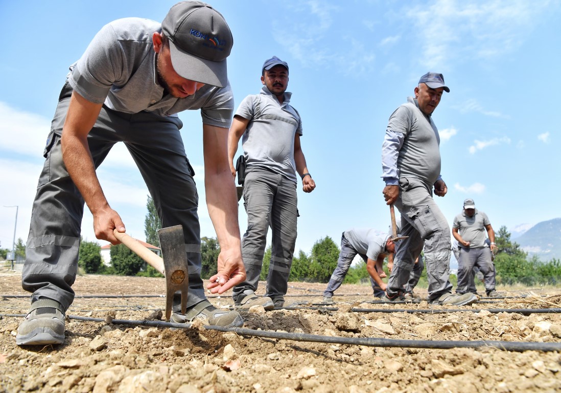 Çandır Fasulyesi Toprağa ‘Merhaba’ Dedi (1)